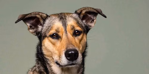 Dog Adoption Event@ Tractor Supply-Oregon