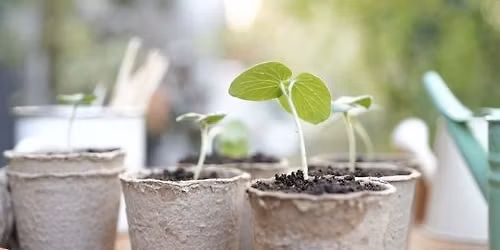 Plant Sale - Saturday, 25 April 10am-3pm at Level Best, Colchester