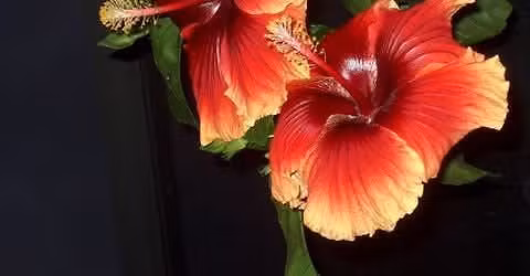 Good Shepherd Lutheran Church Hibiscus Show and Sale