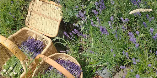 Herbal First Aid Intensive