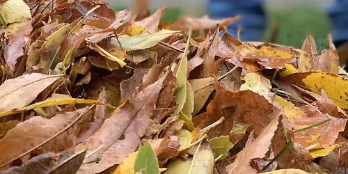 No-Charge Yard Waste Day (Includes Brush!)