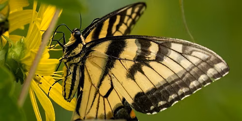 Discover Rouge Park: July Butterfly Walk