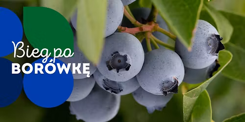 II BIEG PO BOR\u00d3WK\u0118 - SZTAFETA JAGODOWA