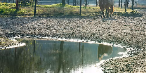 Kennisavond: Passende huisvesting voor oudere paarden