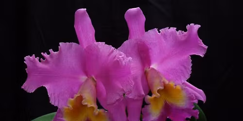 Courtney Hackney Topic: Reblooming Your Orchids