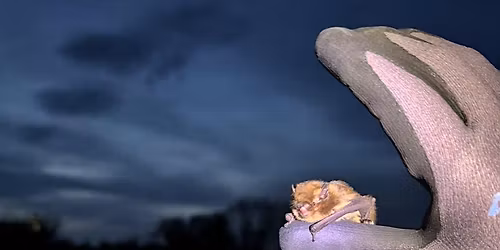 Bat Walk in Terryland Forest Park