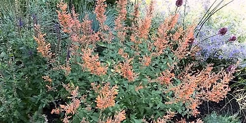 Newburgh Historical Society's Garden Tour