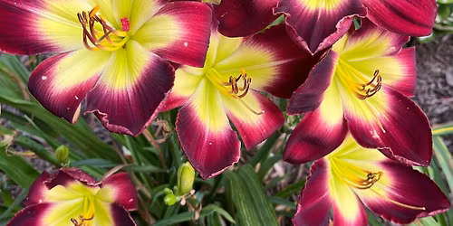 Free State Daylily Society at the Farmer's Market