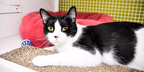 Saturday Adoption Event at Kissimmee PetSmart 1-4 pm