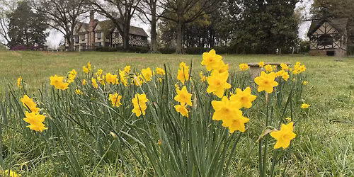 Special Focus Tour: Garden Walk with Daffodils (10am)