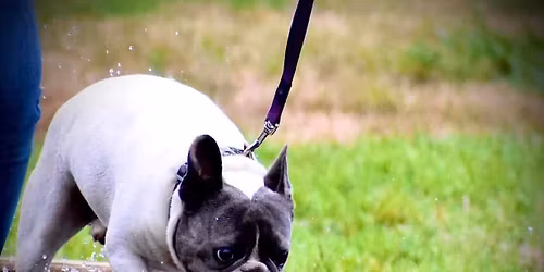 Urban Trails Doggy playSession 