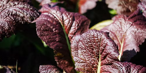 Community Urban Agriculture Information Session #1