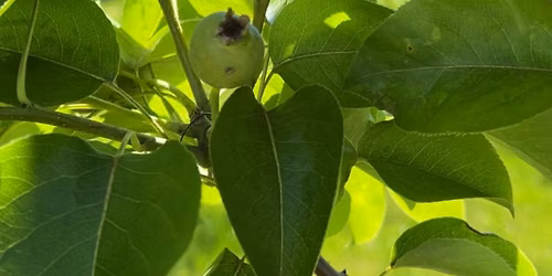 Intro to Permaculture & Food Forests
