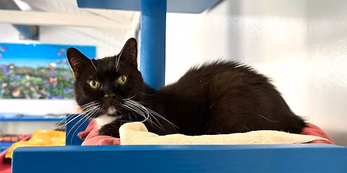 Golden Years in the Canyon: Inside the Blue Bell Foundation for Cats