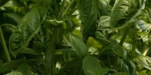 Start Your Own Herb Garden