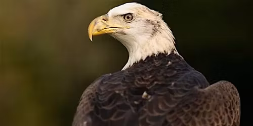 Wings of Liberty: A Live Raptor Experience