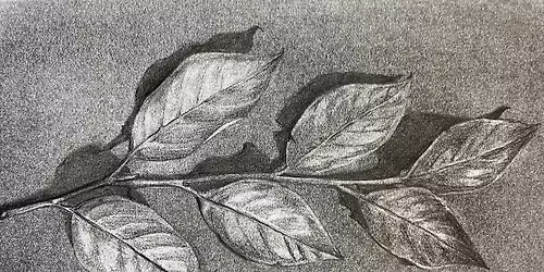Workshop | Nature Drawing with Graphite Powder