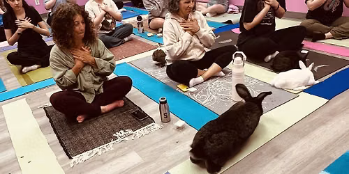 Hoppy Hour~ Bunny Yoga Friday,  June 12 @ 5:00at Dollys Dream Rabbit Rescue