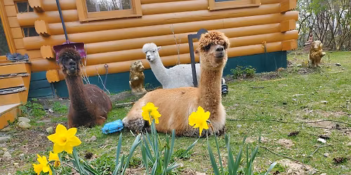 Camp for FREE Weekend - See Thousands of Daffodils!