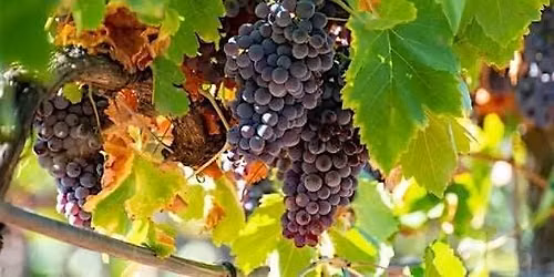 Syrah Deep Dive