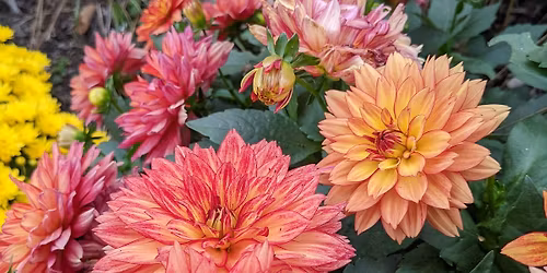 Weekly Saturday Flower Market