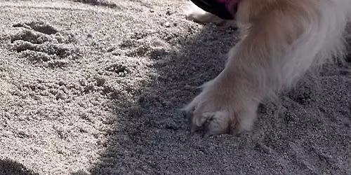 Dachshunds of Connecticut –  Jennings Beach Walk