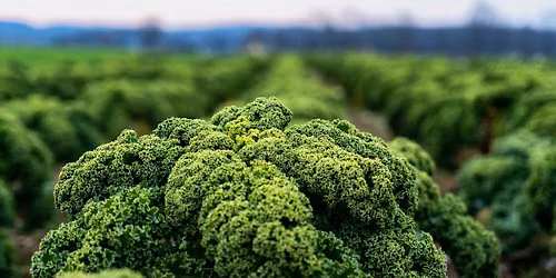 September Field Walk