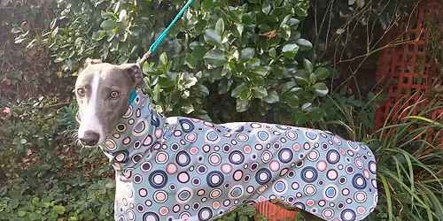 KIWIKIWI HOUNDS & MAYHOUNDS ANNUAL GREYT GREYHOUND PYJAMA PAWTY 