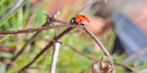 Barna's b\u00f8nn - A Prayer for the Children 