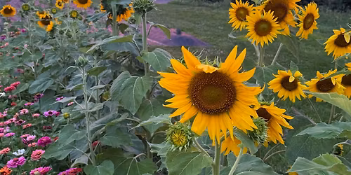 \u2728 Now Booking Grad Party Events for 2026 at Four Suns Farm Lavender \u2728