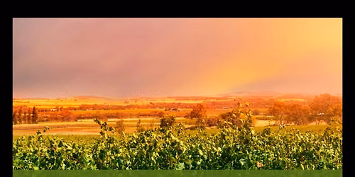 Exploring Wines of the Southern Hemisphere