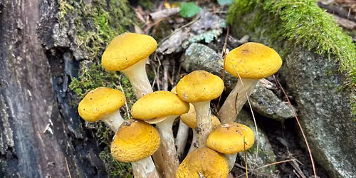 Free Foraging Walk in Hamden