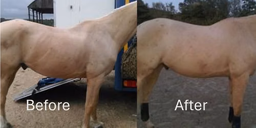 The horses back - a deep dive
