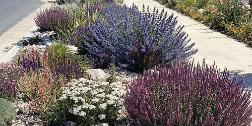Waterwise Park Strips