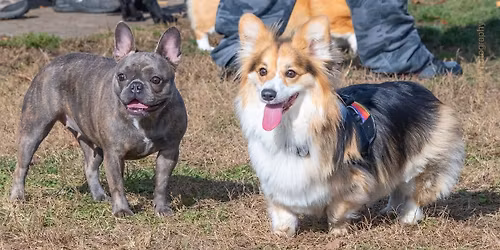 FIDO Field dog park - Big Meet