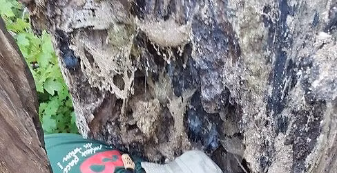 Hvad laver K\u00f8benhavns Zoo i skoven?