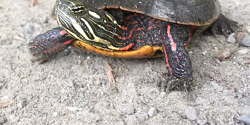 Turtle Tour