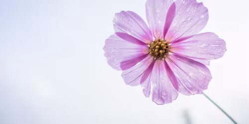 Printing with Plants: Botanical Art Workshop