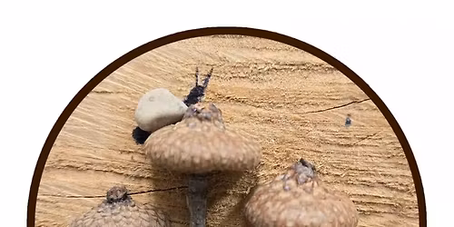 Ornaments, Animals & Brews