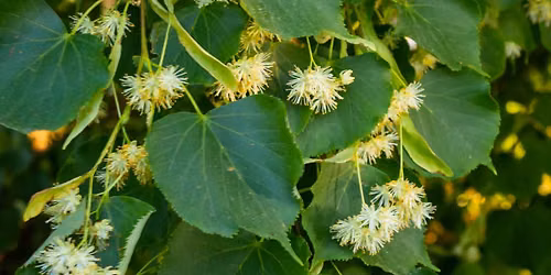 Herbal Explorations: Linden