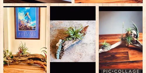 Air Plant Workshop!