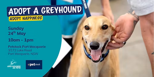 Greyhound Adoption Day @ Petstock Port Macquarie