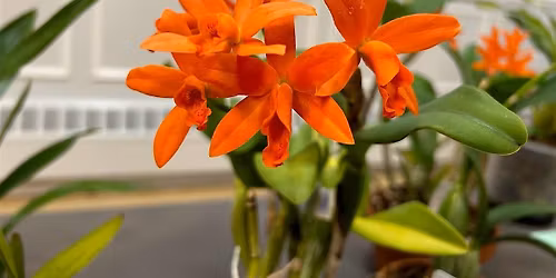 The Allure of the Cattleya Alliance: Orchids for Everyone