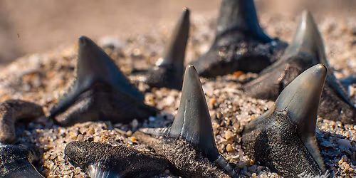 Last Shark Tooth Dive of 2025