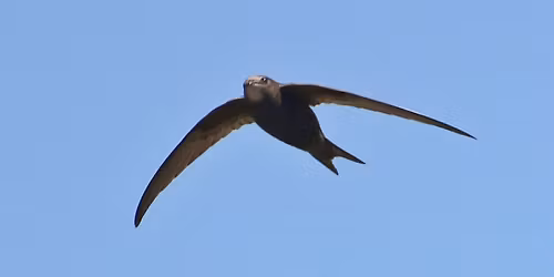 Keep the Skies Screaming - an illustrated talk by Edward Mayer of Swift Conservation