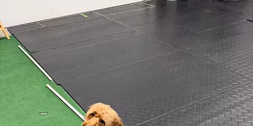 Paws & Squats: community workout & HSH fundraiser