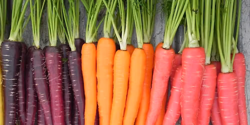 Vegetable Gardening