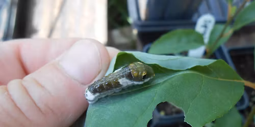 Paristown Garden Show 2026