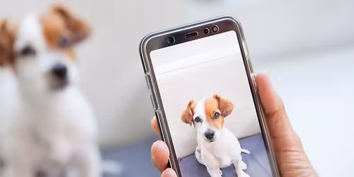 Photography 101: Simple Skills for Better Pictures 