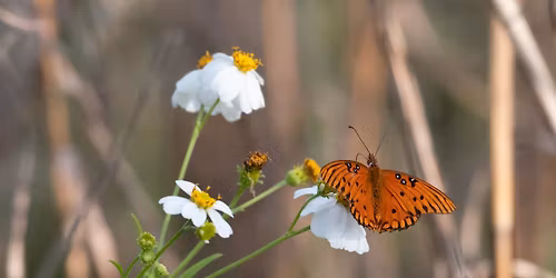 Wings & Wildflowers: Creating Your Own Butterfly Garden